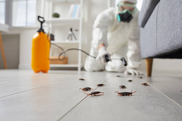 Commercial Rodent Management in Tok